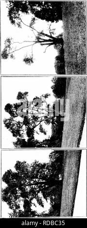 . La brûlure du châtaignier. La brûlure du châtaignier châtaignier ;. Aucun document du Sénat, 653, 6:3, la plaque VII.. UJ &gt ;. Veuillez noter que ces images sont extraites de la page numérisée des images qui peuvent avoir été retouchées numériquement pour plus de lisibilité - coloration et l'aspect de ces illustrations ne peut pas parfaitement ressembler à l'œuvre originale.. 1906-1960 Banque D'Images