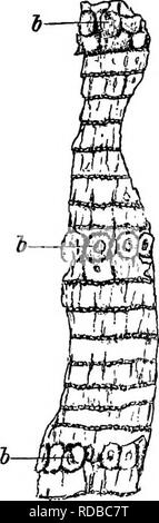 . Plantes fossiles : pour les étudiants de la botanique et de la géologie . La paléobotanique. 368 CALAMITES. [CH. Direction générale verticille est situé immédiatement au-dessus d'un noeud, et dans certaines formes cette ligne nodale poursuit un peu irrégulier de l'autre côté de la tige, à la suite de l'expose de la direction générale de plusieurs cicatrices à la surface de l'entre-nœuds est soit parfaitement lisse ou il est plus souvent traversé par de courtes crêtes longitu- dinal de rainures ou de fissures dans la représentant probablement l'écorce de la tige de vie ; ce sont indiqué par des lignes dans la fig. 99 et par elliptique allongée en crêtes fig. 101. Sur les jeunes tiges, les feuilles sont occ Banque D'Images