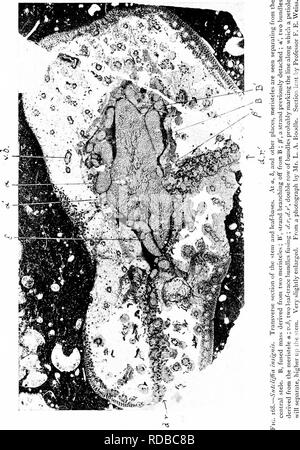 . Des études en botanique fossile . La paléobotanique. 448 Études en botanique fossile. Veuillez noter que ces images sont extraites de la page numérisée des images qui peuvent avoir été retouchées numériquement pour plus de lisibilité - coloration et l'aspect de ces illustrations ne peut pas parfaitement ressembler à l'œuvre originale.. Scott, Dukinfield Henry, 1854-1934. Londres, A. et C. Black Banque D'Images