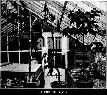 . La brûlure du châtaignier. La brûlure du châtaignier châtaignier ;. 205 Une tentative a été faite par M. Merkel, * à la Forester chiet Zoological Park, de contrôler la maladie par pulvérisation, mais je crois qu'il considère l'état tout à fait désespérée. Presque tous les. Fig. 26. Les jeunes châtaigniers à la propagation de maisons utilisées dans l'inocu- lation des expériences. L'arbre sur la droite n'a pas été inoculé, être réservé comme un chèque. L'arborescence de gauche montre deux brindilles tués. Haut L'un a été inoculé avec le champignon 21 mars et a été complètement entouré par 14 avril. 26 août par le champignon était arrivée à un point près, un i Banque D'Images