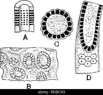 . Plantes fossiles : pour les étudiants de la botanique et de la géologie . La paléobotanique. . Veuillez noter que ces images sont extraites de la page numérisée des images qui peuvent avoir été retouchées numériquement pour plus de lisibilité - coloration et l'aspect de ces illustrations ne peut pas parfaitement ressembler à l'œuvre originale.. Seward, A. C. (Charles Albert), 1863-1941. Cambridge University Press : Banque D'Images