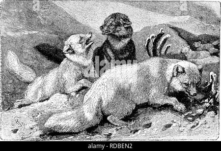 . Du pôle Nord à l'équateur : des études de la vie sauvage et des scènes dans de nombreux pays. Le comportement des animaux, les oiseaux, les toundras ; ethnologie ; des oiseaux. La TOUNDRA et sa vie animale. 73 obligations parentales, le couvain, l'arrière, et l'éducation de leurs jeunes, la mue, et de migrer à l'étranger. Le nombre d'espèces qui peuvent être considérés comme indigènes de la toundra est certes minime, mais il est beaucoup plus grande que celle de ceux qui peuvent être considérées comme caractéristiques de la région. Comme le premier, je voudrais placer le renard arctique. Il s'étend sur toute l'étendue de la toundra, et est sûr d'entretien et de nourriture dans le sud à lea Banque D'Images