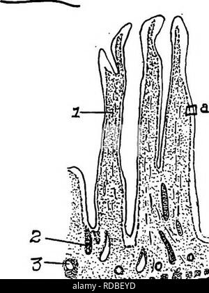 . L'anatomie de la poule domestique . Les animaux domestiques ; médecine vétérinaire ; la volaille. Anatomie 148 OP L'intestin de la poule, seul le premier, le duodénum, peuvent être distingués. Il n'y a pas de démarcation entre le jéjunum et l'iléon. Le je- junum et de l'iléon ou qu'une partie qui représente ces sections sont en rouleaux, suspendu de la frontière libre du mésentère l'autre de la frontière qui est lui relié à la paroi dorsale (Fig. 64). La longueur de l'intestin grêle dans une poule de taille moyenne est d'environ 61,7 pouces.. Veuillez noter que ces images sont extraites de l'ima page numérisée Banque D'Images
