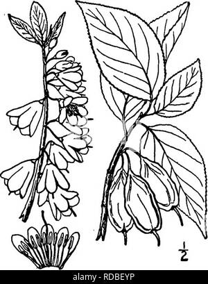 . Les arbres de l'Amérique du Nord : être des descriptions et des illustrations de l'arbres croissant indépendamment de la culture en Amérique du Nord, au nord du Mexique et les Antilles . Les arbres. Silverbell arbre 793 Le bois est mou, fortes, denses et brun clair, son poids spécifique environ 0,57. Cette plante très élégante avec branches gracieuses fleurs blanches et voyante, fait un objet plus souhaitable pour le sud de jardins ; il est robuste aussi loin au nord que dans le sud-est de la Pennsylvanie. 2. SILVERBELL ARBRE - Halesia Carolina Linnaeus Halesia tetraptera Linnaeus. Mohrodendron carolinum Britten Ce très beau petit arbre ou s Banque D'Images
