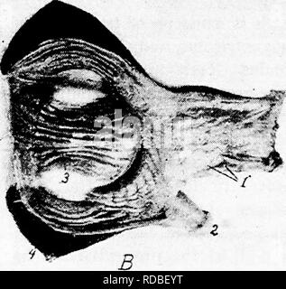 . L'anatomie de la poule domestique . Les animaux domestiques ; médecine vétérinaire ; la volaille. Fig. 32.-le gésier et stomacli de la pintade. A. I, glandes alvéolaires. 2, la membrane muqueuse de la surface interne de la pro- ventricule montrant les glandes tubulaires. 3, le tissu conjonctif entre les glandes alvéolaires. 4, une artère. 5, Muscularis mucosa. B. Photographie du proventricule et du gésier, i, proventricule montrant les stomates de glandes. ^, fin du duodénum. 3 hornified epithe, gésier montrant- lium formé dans les rainures. 4, les parois musculaires lourds.. Veuillez noter que ces images sont extraites de la page numérisée im Banque D'Images