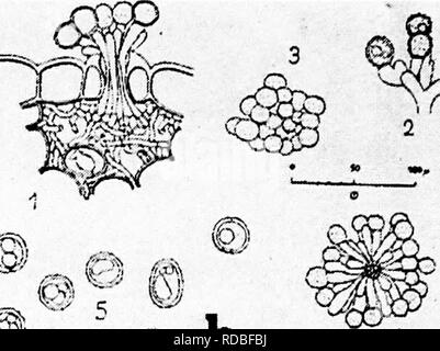 . Les maladies des cultures de serre et leur contrôle . Les légumes ; maladies des plantes ; les maladies des plantes. Â "^ ^^ » b O Â"' e @. Veuillez noter que ces images sont extraites de la page numérisée des images qui peuvent avoir été retouchées numériquement pour plus de lisibilité - coloration et l'aspect de ces illustrations ne peut pas parfaitement ressembler à l'œuvre originale.. Taubenhaus Jacob, Joseph, 1884-1937. New York : E. P. Dutton Banque D'Images