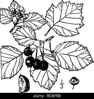 . Les arbres de l'Amérique du Nord : être des descriptions et des illustrations de l'arbres croissant indépendamment de la culture en Amérique du Nord, au nord du Mexique et les Antilles . Les arbres. Fig. 420. - Eggert's Thom. Cratmgus dilatata Sargent est une forme orientale, avec des fruits rouges et de grandes corymbes. 31. PRINGLE'S THORN - Crataegus Pringlei Sargent Pringle's thorn se développe à partir de l'ouest de l'Angleterre vers le sud jusqu'à New York et l'ouest jusqu'au sud de l'Ontario, du Michigan, et le nord de l'Illinois. C'est un arbre parfois 8 mètres de haut, avec des branches ascendantes formant une vaste couronne de roimd ; l'écorce est fine, squameuse Banque D'Images