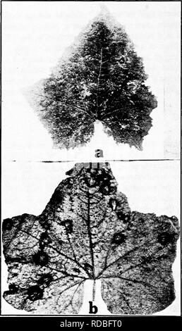 . Les maladies des cultures de serre et leur contrôle . Les légumes ; maladies des plantes ; les maladies des plantes. Fig. 21. Maladies de concombre. a. Mosaïque, b. l'anthracnose.. Veuillez noter que ces images sont extraites de la page numérisée des images qui peuvent avoir été retouchées numériquement pour plus de lisibilité - coloration et l'aspect de ces illustrations ne peut pas parfaitement ressembler à l'œuvre originale.. Taubenhaus Jacob, Joseph, 1884-1937. New York : E. P. Dutton Banque D'Images