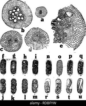 Fig 4 Nematode C Tres Jeune Racine Normale B La Maturite Racine Normale D Jeune Racine Meme Age C Attaque Par Des Nematodes D Meme Une Semaine Plus Tard E L Article