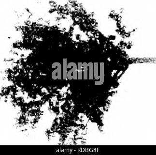 . Les forêts de l'Afrique de l'Ouest et des forêts . Les forêts et la foresterie. . Veuillez noter que ces images sont extraites de la page numérisée des images qui peuvent avoir été retouchées numériquement pour plus de lisibilité - coloration et l'aspect de ces illustrations ne peut pas parfaitement ressembler à l'œuvre originale.. Unwin, Arthur Harold. Londres : T. F. Unwin, ltd. Banque D'Images