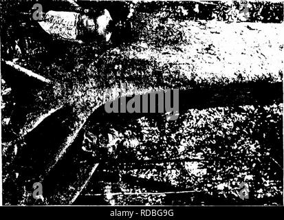 . Les forêts de l'Afrique de l'Ouest et des forêts . Les forêts et la foresterie. n Pour. Veuillez noter que ces images sont extraites de la page numérisée des images qui peuvent avoir été retouchées numériquement pour plus de lisibilité - coloration et l'aspect de ces illustrations ne peut pas parfaitement ressembler à l'œuvre originale.. Unwin, Arthur Harold. Londres : T. F. Unwin, ltd. Banque D'Images