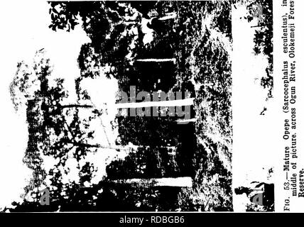 . Les forêts de l'Afrique de l'Ouest et des forêts . Les forêts et la foresterie. . Veuillez noter que ces images sont extraites de la page numérisée des images qui peuvent avoir été retouchées numériquement pour plus de lisibilité - coloration et l'aspect de ces illustrations ne peut pas parfaitement ressembler à l'œuvre originale.. Unwin, Arthur Harold. Londres : T. F. Unwin, ltd. Banque D'Images
