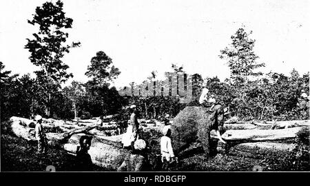 . Un manuel du bois de construction du monde : leurs caractéristiques et utilisations : auquel est ajouté un compte par S. Fitzgerald, de l'assaisonnement artificiel du bois. Le bois. L'éléphant. Veuillez noter que ces images sont extraites de la page numérisée des images qui peuvent avoir été retouchées numériquement pour plus de lisibilité - coloration et l'aspect de ces illustrations ne peut pas parfaitement ressembler à l'œuvre originale.. Howard, Alexander Liddon, 1863-1946 ; Fitzgerald, S. London : Macmillan Banque D'Images