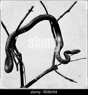 . L'American natural history ; une base de connaissances utiles de les animaux supérieurs de l'Amérique du Nord. L'histoire naturelle. Le serpent noir 89 que lui-même. Son aliment préféré est constitué de petits rongeurs, jeunes oiseaux, œufs et les grenouilles, mais il ne mange pas de poisson. C'est un grand destructeur de souris et de taupes, et mérite bien de l'agriculteur sur ce compte. Les jeunes diffèrent par leur couleur à partir de spécimens adultes, étant gris ardoise, avec selles marron sur le dos. Dans le. COACH-OUEST, SNAKE WHIP OU RED RACER. troisième année, ces couleurs se fanent, et le serpent assume sa couleur adultes. Généralement parlant, le noir Banque D'Images