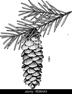 . Les arbres de l'Amérique du Nord : être des descriptions et des illustrations de l'arbres croissant indépendamment de la culture en Amérique du Nord, au nord du Mexique et les Antilles . Les arbres. 62 Les épicéas. Fig. 48. - Épinette pleureur, à partir de sa forêt à proximité des jardins d'accueil, il a refusé de s'épanouir. le deuxième hiver quand les balances sont fortement réfléchies. Les bractées sont petites et discrètes. Les graines brun foncé est arrondi à la base, 3 mm. de long, un quart de la longueur de l'aile large roimded. Le bois est tendre, à grain fin, et proche- compact, marron clair et brillant et le plus lourd des épicéas, ses spe- Banque D'Images