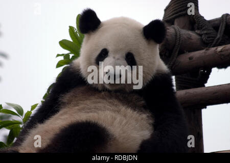 Les pandas en Chine Banque D'Images