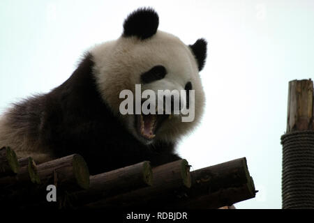Les pandas en Chine Banque D'Images