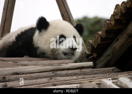 Les pandas en Chine Banque D'Images