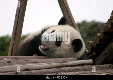 Les pandas en Chine Banque D'Images