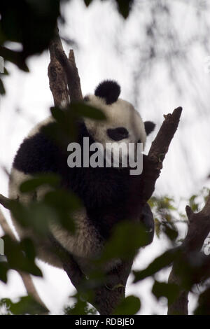 Les pandas en Chine Banque D'Images