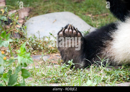 Les pandas en Chine Banque D'Images