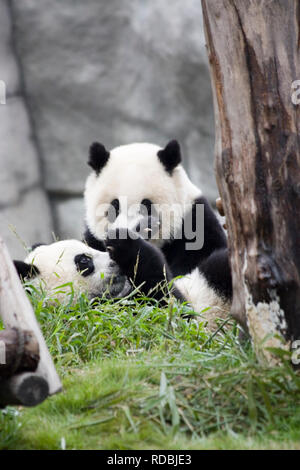 Les pandas en Chine Banque D'Images