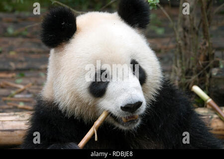 Les pandas en Chine Banque D'Images