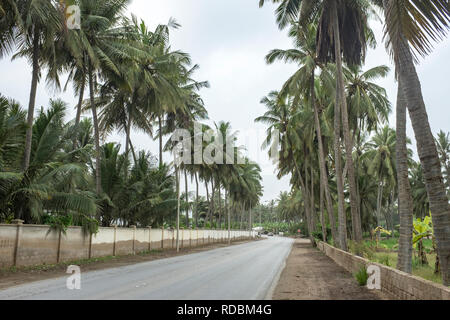 Route bordée de palmiers et de plantations de fruits à Salalah, Oman, avec un ciel couvert en raison de la saison de mousson khareef Banque D'Images