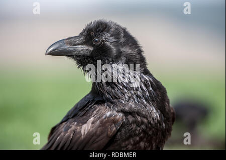 Grand corbeau (Corvus corax). Black crow portrait isolé sur fond naturel. Banque D'Images
