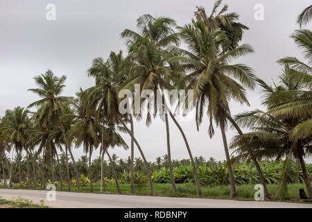 Route bordée de palmiers et de plantations de fruits à Salalah, Oman, avec un ciel couvert en raison de la saison de mousson khareef Banque D'Images