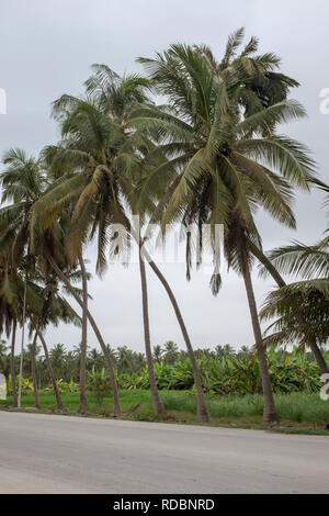 Route bordée de palmiers et de plantations de fruits à Salalah, Oman, avec un ciel couvert en raison de la saison de mousson khareef Banque D'Images