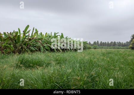 Les plantations fruitières à Salalah, Oman, au cours de la saison de mousson ou khareef annuel Banque D'Images