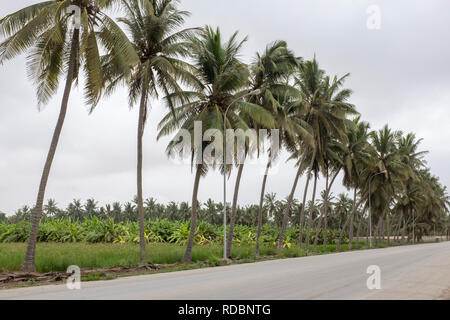 Route bordée de palmiers et de plantations de fruits à Salalah, Oman, avec un ciel couvert en raison de la saison de mousson khareef Banque D'Images