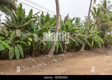 Les plantations fruitières à Salalah, Oman, au cours de la saison de mousson ou khareef annuel Banque D'Images