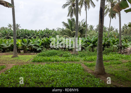 Les plantations fruitières à Salalah, Oman, au cours de la saison de mousson ou khareef annuel Banque D'Images