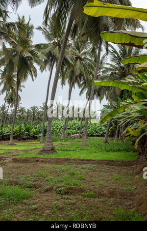 Les plantations fruitières à Salalah, Oman, au cours de la saison de mousson ou khareef annuel Banque D'Images