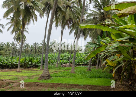 Les plantations fruitières à Salalah, Oman, au cours de la saison de mousson ou khareef annuel Banque D'Images