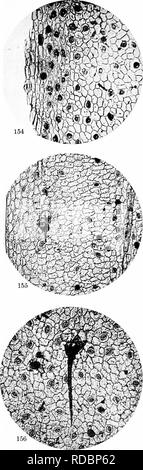 . Un biochemic base pour l'étude des problèmes de la taxonomie, l'hérédité, de l'évolution, etc., avec une référence particulière à l'amidon et des tissus de stocks-parent et hybrides-stocks et les amidons et l'hémoglobine de variétés, des espèces et genres. D'AMIDON ; biochimie ; hybridation des plantes ; les plantes. 26 de la plaque.  %,. Veuillez noter que ces images sont extraites de la page numérisée des images qui peuvent avoir été retouchées numériquement pour plus de lisibilité - coloration et l'aspect de ces illustrations ne peut pas parfaitement ressembler à l'œuvre originale.. Reichert, Edward Tyson, b. 1855. Washington, D. C. , Carnegie Institution Banque D'Images