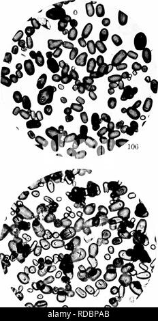 . Un biochemic base pour l'étude des problèmes de la taxonomie, l'hérédité, de l'évolution, etc., avec une référence particulière à l'amidon et des tissus de stocks-parent et hybrides-stocks et les amidons et l'hémoglobine de variétés, des espèces et genres. D'AMIDON ; biochimie ; hybridation des plantes ; les plantes. 1lt ; &107. Veuillez noter que ces images sont extraites de la page numérisée des images qui peuvent avoir été retouchées numériquement pour plus de lisibilité - coloration et l'aspect de ces illustrations ne peut pas parfaitement ressembler à l'œuvre originale.. Reichert, Edward Tyson, b. 1855. Washington, D. C. , Carnegie Institution Banque D'Images