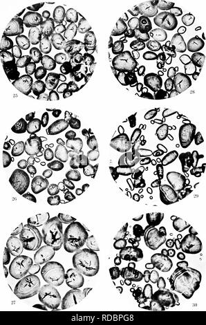 . Un biochemic base pour l'étude des problèmes de la taxonomie, l'hérédité, de l'évolution, etc., avec une référence particulière à l'amidon et des tissus de stocks-parent et hybrides-stocks et les amidons et l'hémoglobine de variétés, des espèces et genres. D'AMIDON ; biochimie ; hybridation des plantes ; les plantes. La plaque 5. 25. Crinnm zeylanicuiii. 26. Crinum longifotLuiu. 27. Criiium kircape. 28. Crinum longifolium. 29. Crinum moorei. 30. Crinum powellii.. Veuillez noter que ces images sont extraites de la page numérisée des images qui peuvent avoir été retouchées numériquement pour plus de lisibilité - coloration et l'apparition de ces mauvais Banque D'Images