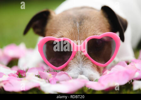 Chien romantique en forme de coeur portant des lunettes roses en tant que symbole de la Saint-Valentin Banque D'Images