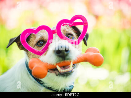 Beau chien portant des lunettes en forme de coeur est titulaire d'os en cadeau de Saint-Valentin Banque D'Images