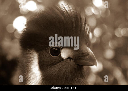 Close up head shot of bel oiseau Banque D'Images