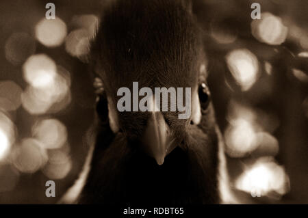 Close up head shot of bel oiseau Banque D'Images