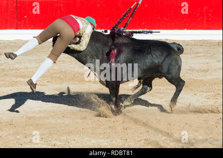 Corrida à Alcochete. La contestation d'un Forcado bull et essayer de l'arrêter, les taureaux ne sont pas tués au cours de la corrida, Alcochete, Province de Setubal, Port Banque D'Images