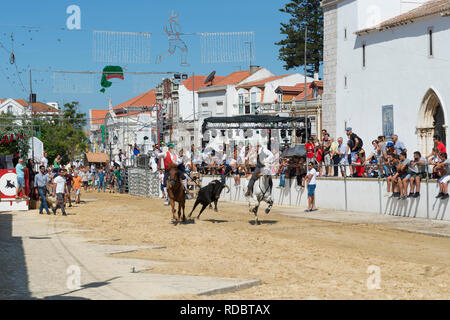 Taureaux sauvages en marche et l'essence au plomb par des cavaliers dans les rues, Festas do Barrete Verde e das Salinas, Alcochete, Setubal, Portugal Province Banque D'Images