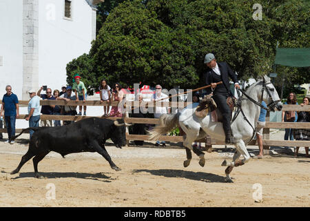 Taureaux sauvages en marche et l'essence au plomb par des cavaliers dans les rues, Festas do Barrete Verde e das Salinas, Alcochete, Setubal, Portugal Province Banque D'Images