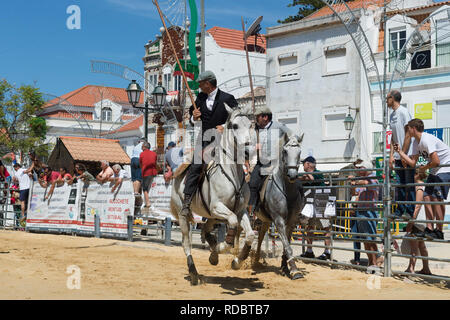 Taureaux sauvages en marche et l'essence au plomb par des cavaliers dans les rues, Festas do Barrete Verde e das Salinas, Alcochete, Setubal, Portugal Province Banque D'Images