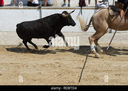 Taureaux sauvages en marche et l'essence au plomb par des cavaliers dans les rues, Festas do Barrete Verde e das Salinas, Alcochete, Setubal, Portugal Province Banque D'Images