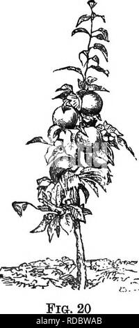 . Le jardin de fruits miniatures et orchard : moderne, ou la culture de l'intelligence pyramidale et bush les arbres fruitiers : avec les instructions pour la taille des racines, etc. la culture de fruits. CORDON VERTICAL 97 POMMIERS en pages 47 et 48 sera trouvé la méthode de formation, cordon vertical poiriers. Ceci peut être appliqué à la pomme sur le Paradis Anglais stock avec grand succès, et très charmante arbres fructueux qu'ils font. Ils ne devraient pas être autorisés à se développer au-dessus de huit pieds de hauteur, à laquelle ils atteindront au cours de quatre ou cinq ans. J'annexe une figure de l'un de ces arbres, trois ans, et plein de fruits ( Banque D'Images